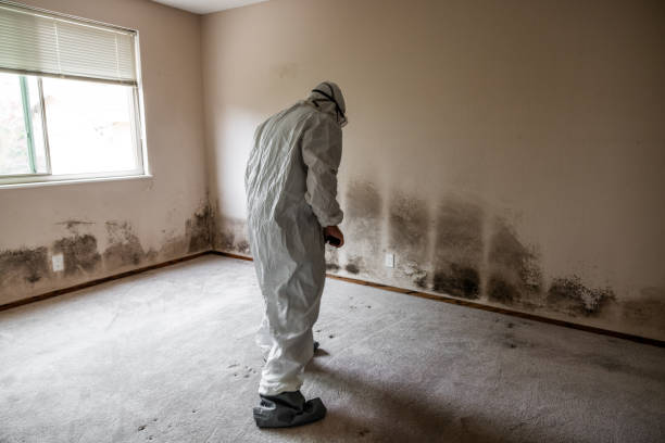 Best Basement Mold Removal  in West Easton, PA